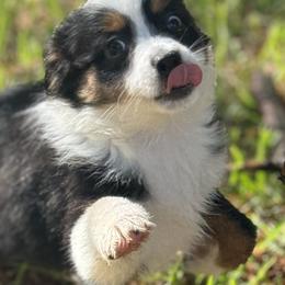 Australian Shepherd, Miniature American Shepherd, Miniature Australian Shepherd, and Toy Australian Shepherd Puppies from TK Standard, Mini, & Toy Aussies