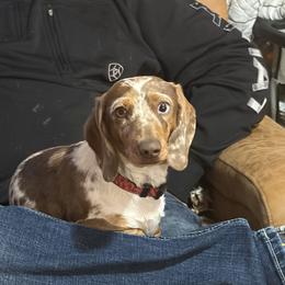 Hattie - Dachshund