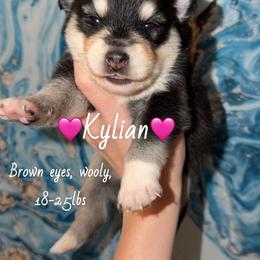 Kylian - Black and white female Pomsky puppy in Centerville, Iowa from LJ Kennels Pomskies, LLC