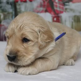 Moose - Golden male Golden Retriever puppy in Great Falls, Montana from VS Golden Fields