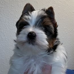 Biewer Terriers from Shanks' Biewer Terriers