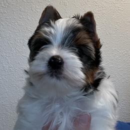 Biewer Terriers from Shanks' Biewer Terriers