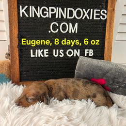 Eugene PRA Clear  4200 - Dapple male Dachshund puppy in Dade City, Florida from Kingpindoxies
