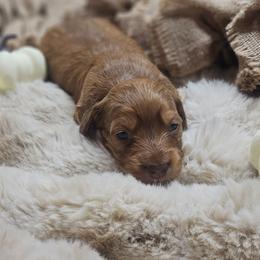 Trixie 3200 - Red female Dachshund puppy in Anaconda, Montana from Montana Country Dachshunds