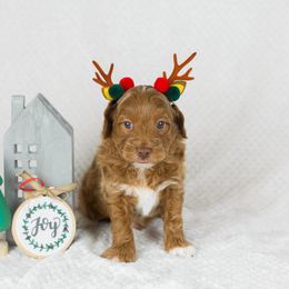 Boy 1 - Red  Goldendoodle puppy in Riverton, Utah from Utah Doodlebug