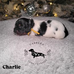 Charlie - Piebald male Dachshund puppy in Modesto, California from Cabrera Family Kennels