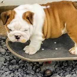 Bulldogs from Blazer Bulldog