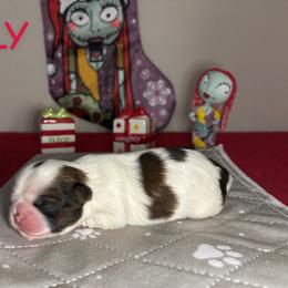 Sally - Black gold and white female Shih Tzu puppy in Houston, Texas from Pup Paw-lace