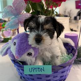 Upton - Parti male Yorkshire Terrier puppy in Collier County, Florida from Star Catcher Pups