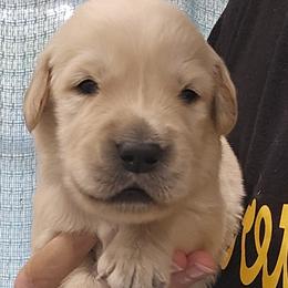 Mr. Blue - Light golden male Golden Retriever puppy in Mocksville, North Carolina from Hunting Creek Kennels & Farm
