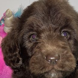 Goldendoodles and Labradoodles from BLK