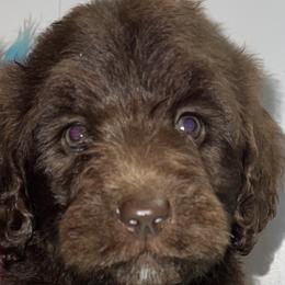 Goldendoodles and Labradoodles from BLK