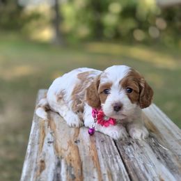 Meet Rosie :) - Red female Cavapoo puppy in Centerville, Iowa from Barnyard Dachshunds, Dals & Doodles
