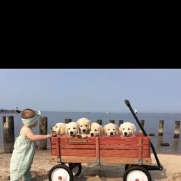 Golden Retriever Puppies from MayHaven English Cream Retrievers