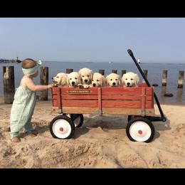 Golden Retriever Puppies from MayHaven English Cream Retrievers