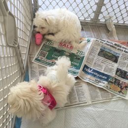 Maltese Puppies from Helen Armstead-Davis