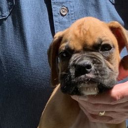 Sting - Fawn Boxer puppy in Milford, Ohio from Bearcat Boxers