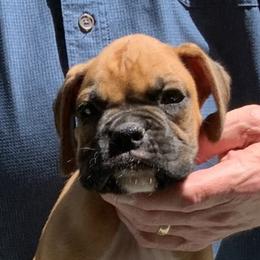 Sting - Fawn Boxer puppy in Milford, Ohio from Bearcat Boxers