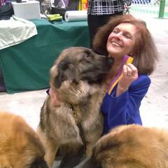 Leonberger All Grown Up from Ex Animo Leonbergers and WHD