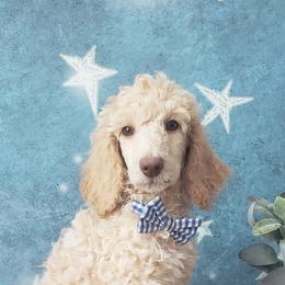 Poodle Puppies from Krystyana's Poodles