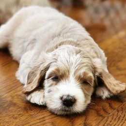 Labradoodle Puppies from Tyson's Farm Doodles