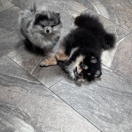Pomeranian Puppies from Heartlove Poms