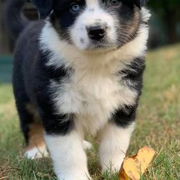 Australian Shepherds from Bell’s Down ‘n Dirty Australian Shepherds