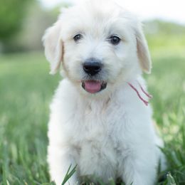 Miss Pink Lady - Goldendoodle puppy in Statesville, North Carolina from Parfait Mischen Goldendoodles
