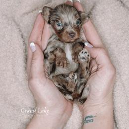 Ferrero Rocher (Ero) - Merle male Schnoodle puppy in Grove, Oklahoma from Grand Lake Poodles & Doodles
