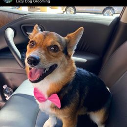 Pembroke Welsh Corgi Puppies from Serenity Ann Pups