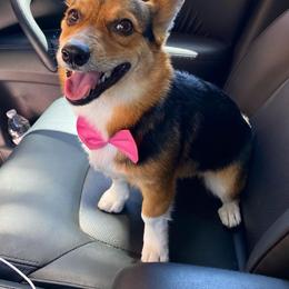 Pembroke Welsh Corgi Puppies from Serenity Ann Pups