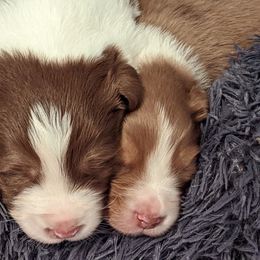 Australian Shepherd Puppies from Ocean Cliff Aussies