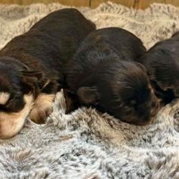 Tina - Liver female Miniature Schnauzer puppy in Agricola, Mississippi from Lorraine's Miniature Schnauzers