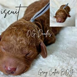 Biscuit - Red  male Goldendoodle puppy in Cleveland, Georgia from The O.G. Doodles