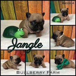 Bulldog Puppies from Bullberry Farm