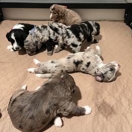 Aussiedoodle Puppies from Happy Hippy Doodles