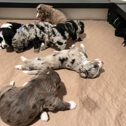 Aussiedoodle Puppies from Happy Hippy Doodles
