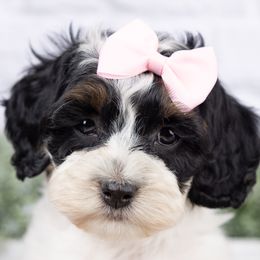 Cookie - Brown white and tan female Cockapoo puppy in West Valley City, Utah from Firm Foundation Cockapoos