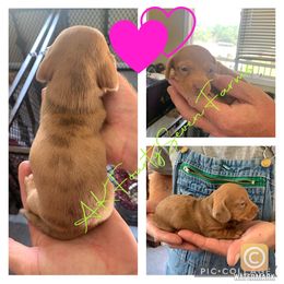 Anatolian Shepherd Dog and Dachshund Puppies from AKFourty Seven Farms