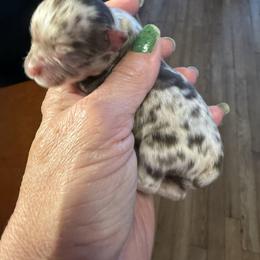 Reeces - Chocolate male Chihuahua puppy in Beaumont, Texas from Anastasia’s Tiny Pupps