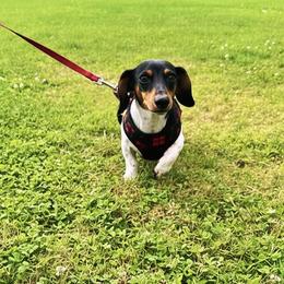 Dachshund puppies from Socaldoxies