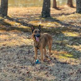 Shenzi - Working Dog Cross