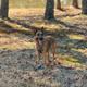 Shenzi