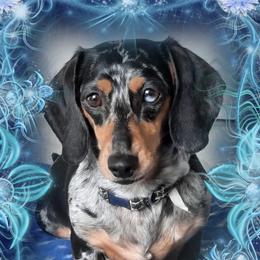 Penelope - Dachshund