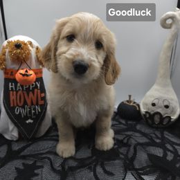 Grey - Cream male Goldendoodle puppy in Summerville, South Carolina from Channys Doodles