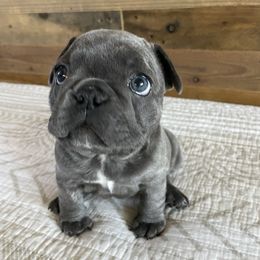 French Bulldog Puppies from 1011 French Bulldogs