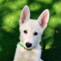 River - White male German Shepherd puppy in Yuba City, California from Barton’s German Shepherds