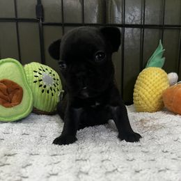 French Bulldog Puppies from Ayala’s