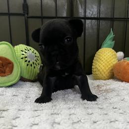 French Bulldog Puppies from Ayala’s