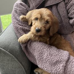 Goldendoodle Puppies from Doodifuldoods